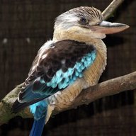 Kookaburra